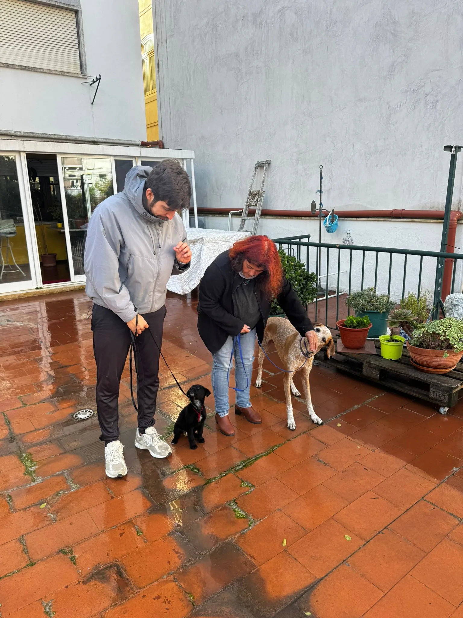 Trabalho com Cães